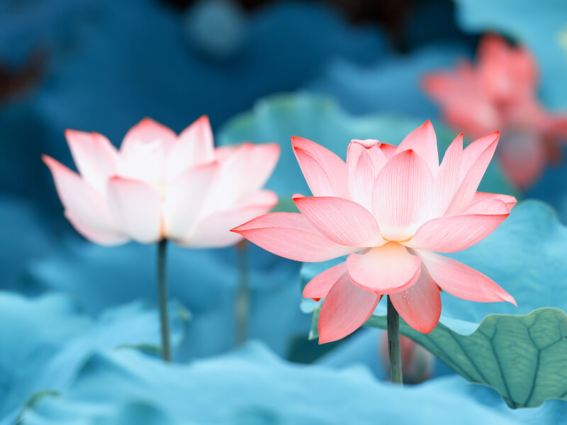 Lotus by Miami Therapist Lotus Counseling