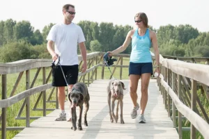 Couple walking dogs on a bridge